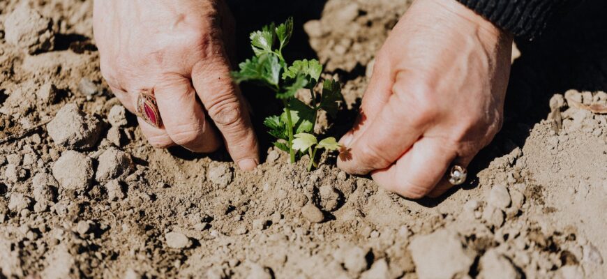 crop photo of person planting seedling in garden soil