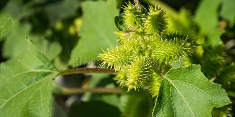 planta xanthium strumarium