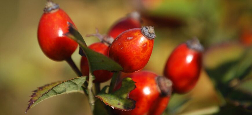 red oval fruits in macro lens