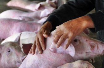 Pe teritoriul Republicii Moldova a fost confirmată prezența virusului pestei porcine africane