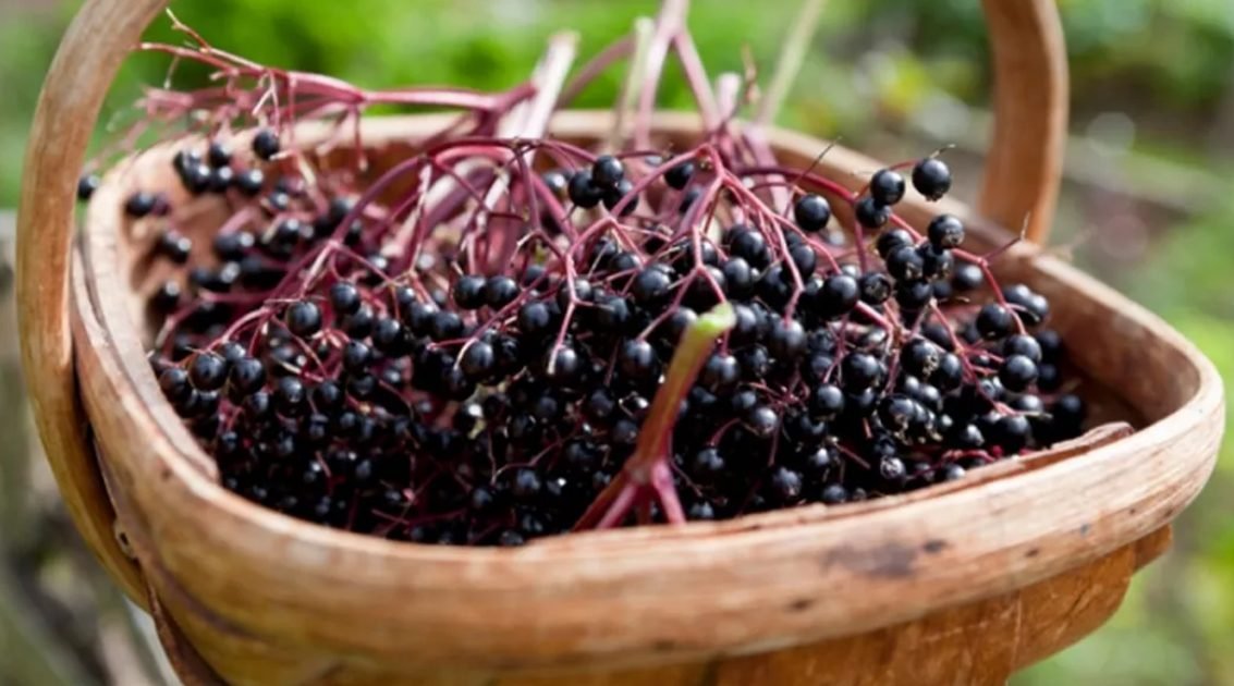 Fructele acestui copac sunt o sursă excelentă de nutrienți și antioxidanți. Sunt utilizate pentru proprietățile lor medicinale