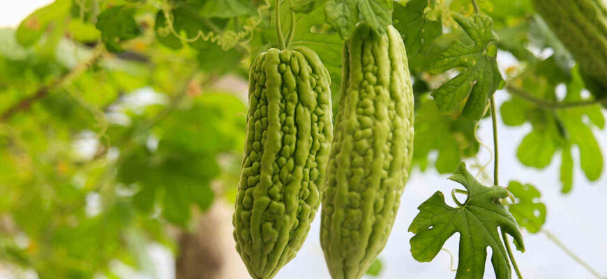 leguma cunoscuta si sub denumirea de karela