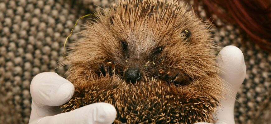 animal animal world close up cute