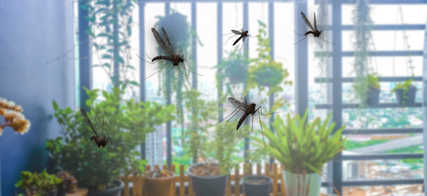 de ce sunt atrasi tantarii