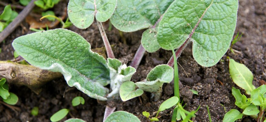 radacina de brusture beneficii