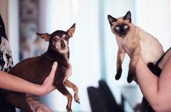 photo of people holding siamese cat and chihuahua