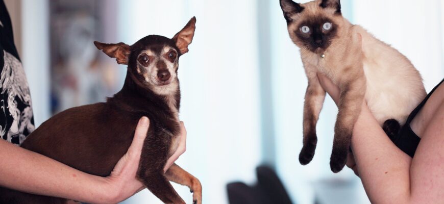 photo of people holding siamese cat and chihuahua