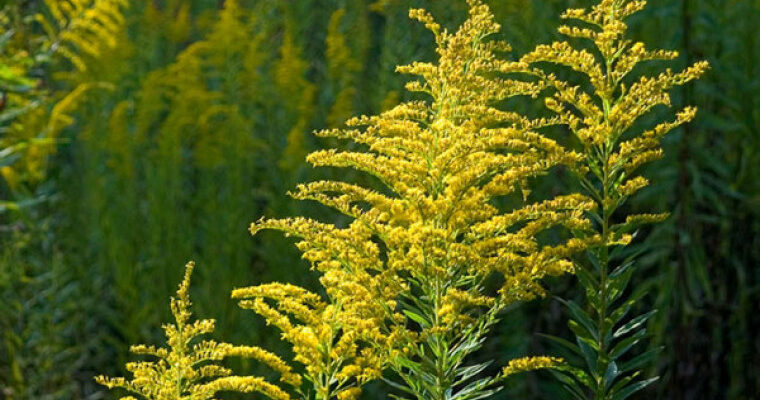 1652705558 ambrozia5inflorit