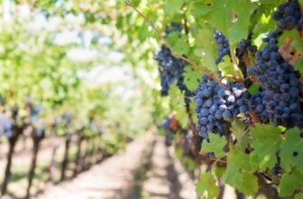 grapes on vineyard during daytime
