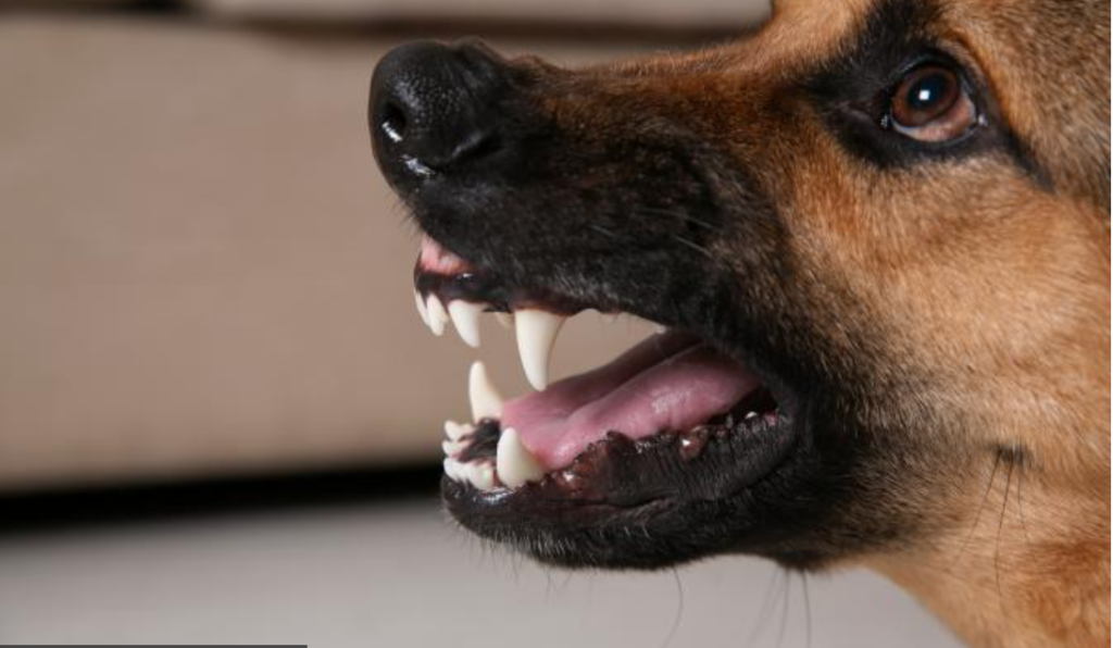 cainele presedintelui joe biden