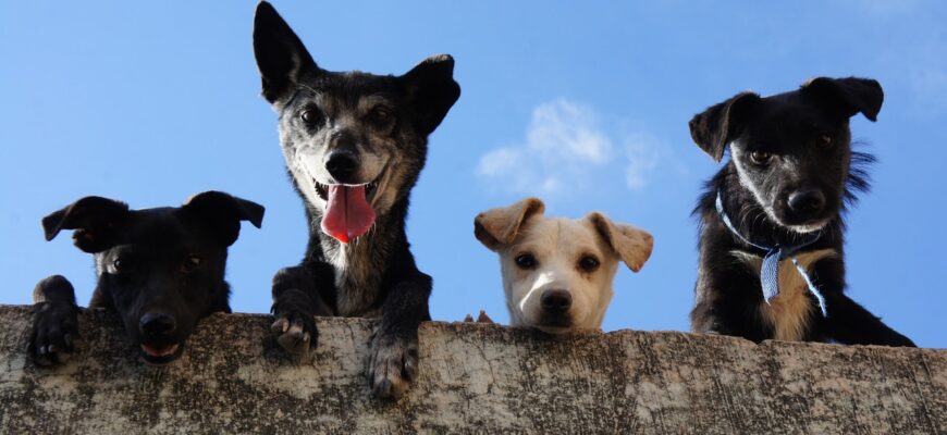 cainii stiu cand oamenii au intentii rele 1