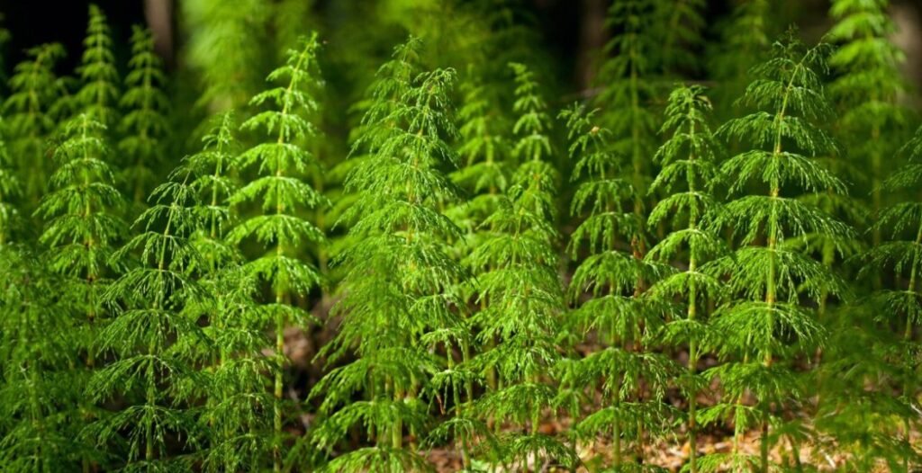 Coada-calului - Planta care susține sănătatea pielii, unghiilor, părului și articulațiilor