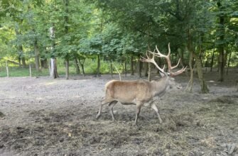 Astăzi marcăm 44 de ani ai Convenției privind conservarea vieții sălbatice şi a habitatelor naturale din Europa