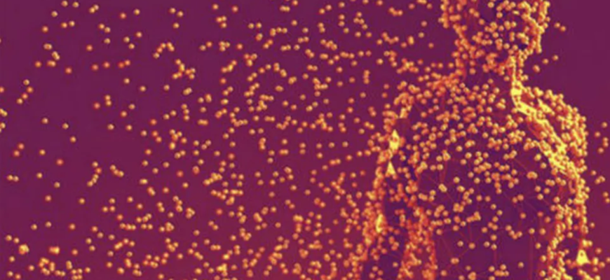 corpul nostru este construit dintr o varietate uimitoare de celule