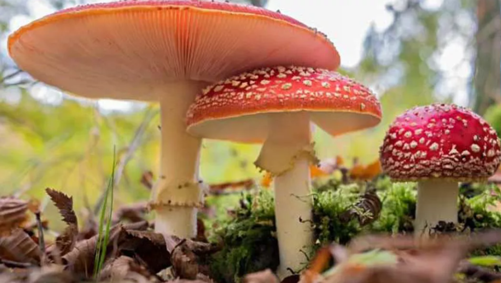 Surse de fibre mai puțin cunoscute. Te pot ajuta la digestie și la slăbit 2 exoscheletele crustaceelor si insectele precum si ciupercile