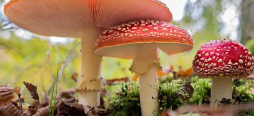 exoscheletele crustaceelor si insectele precum si ciupercile