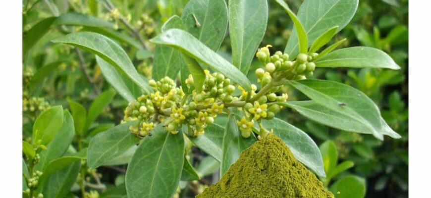 gymnema sylvestre
