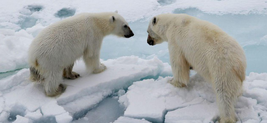 incalzirea globala extrema va elimina probabil toate mamiferele