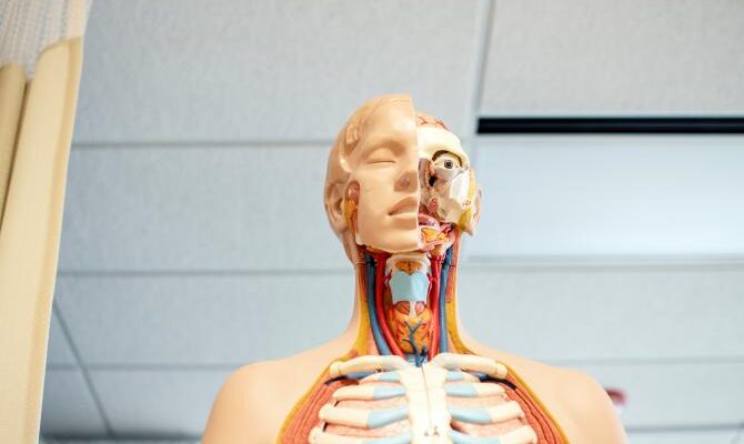 model matematic misterios in corpul uman 79186800