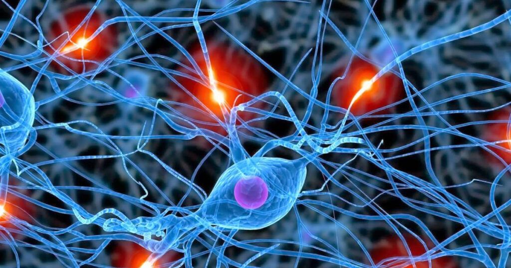 VIDEO// Mici creaturi marine care ar putea dezvălui originile străvechi ale neuronilor. Descoperirea oamenilor de știință 2 originile stravechi ale neuronilor