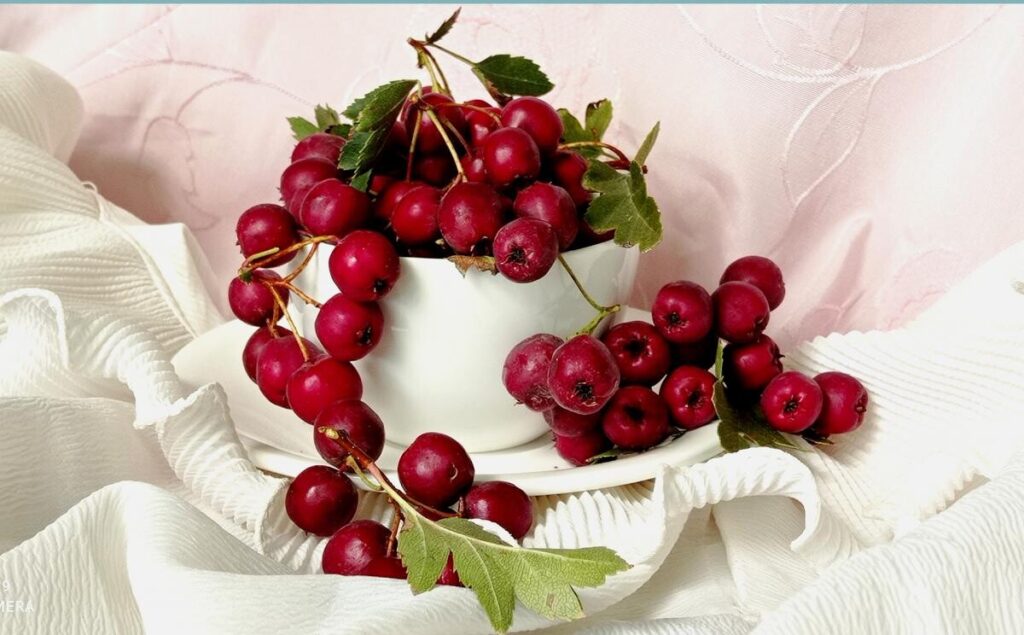 Păducelul, remediu natural în bolile cardiovasculare 1 paducelul remediu natural in bolile cardiovasculare