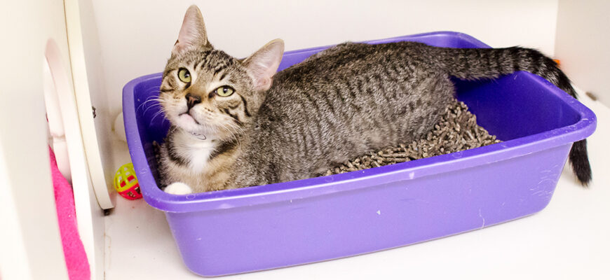 pisica nu mai face la litiera