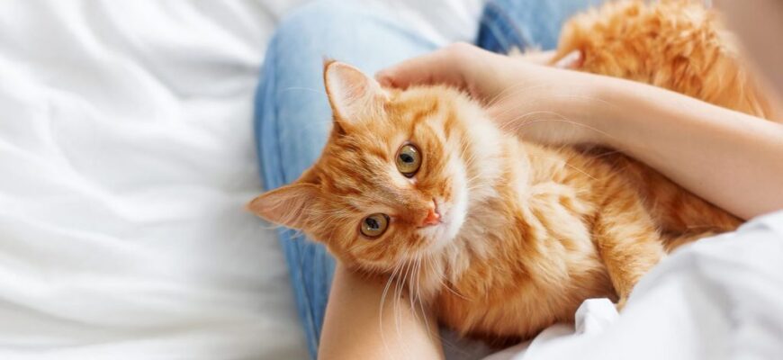 pisicile ne considera parintii lor