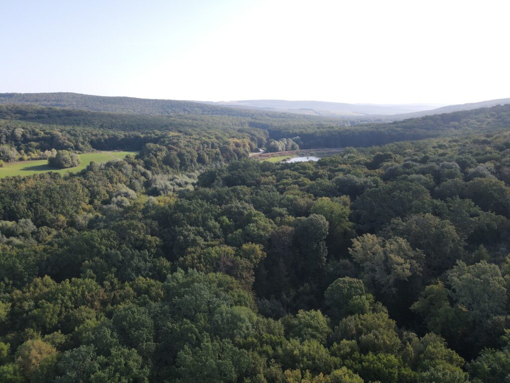 ziua silvicultorului