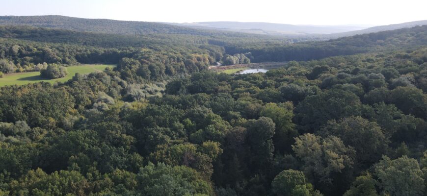 ziua silvicultorului