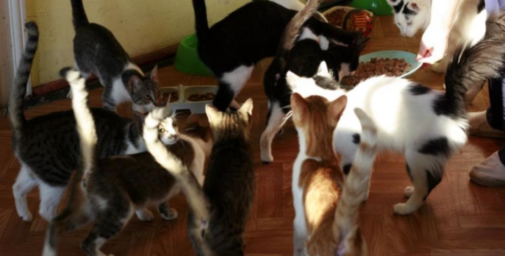 41 de pisici au fost gasite in apartament