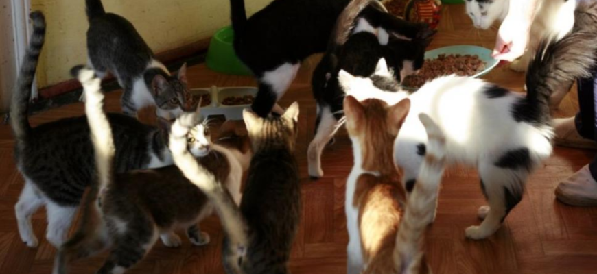 41 de pisici au fost gasite in apartament