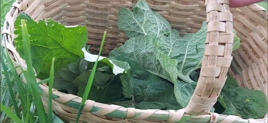 brusturele este o planta medicinala