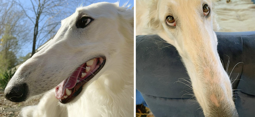 cainele cu cel mai lung nas din lume