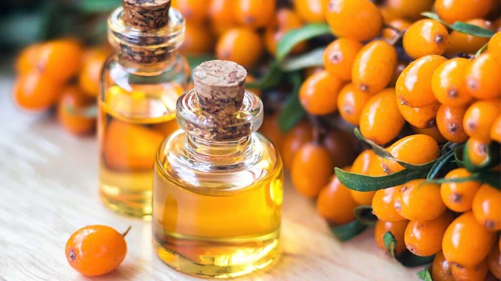 catina si uleiul de catina