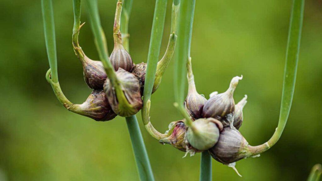 ceapa egipteana sau ceapa umblatoare