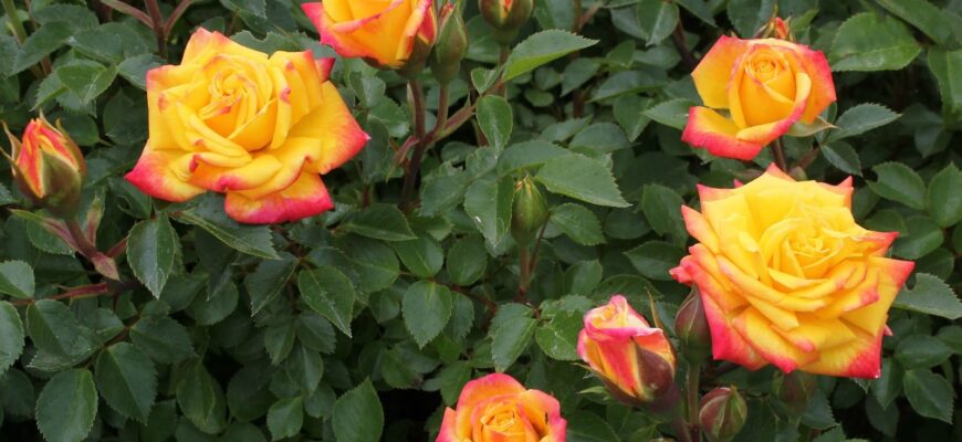 cei mai frumosi trandafiri