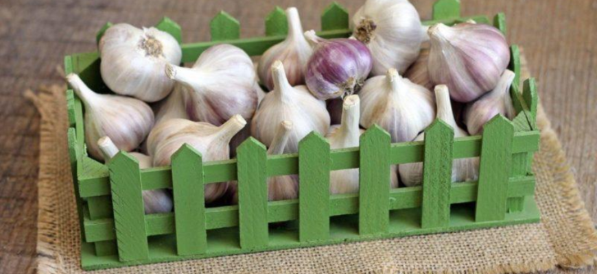 cum sa pastrezi usturoiul proaspat