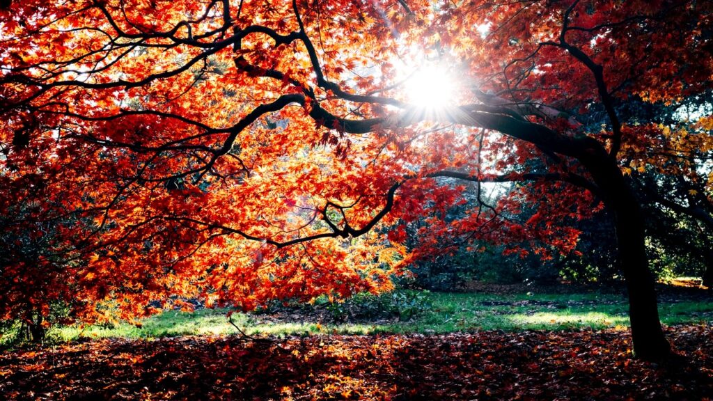 efectele toamnei asupra organismului