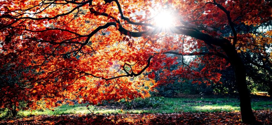 efectele toamnei asupra organismului