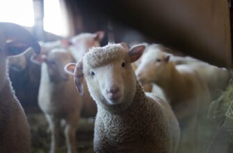 Un bărbat a furat o oaie de la o grădină zoologică din Olanda. Ce voia să facă cu ea 3 sheep