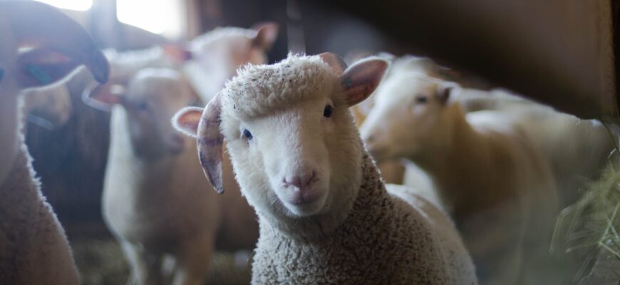 Un bărbat a furat o oaie de la o grădină zoologică din Olanda. Ce voia să facă cu ea 1 sheep