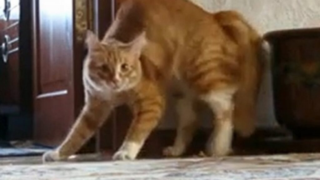 pisica care se sperie usor