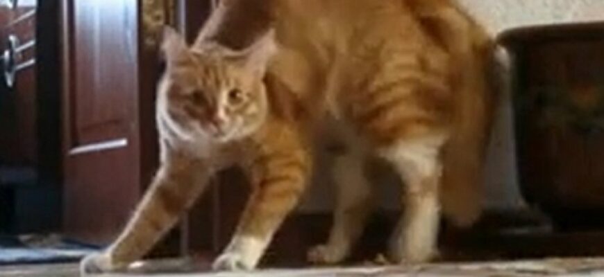 pisica care se sperie usor