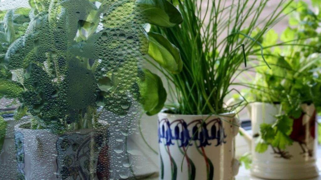 plantele care absorb umiditatea in casa