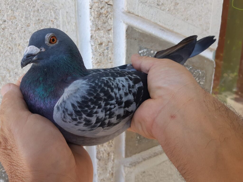 FOTO// O tânără a picat examenul pentru permis auto pentru că nu a dat prioritate unui... porumbel 2 porumbel 2