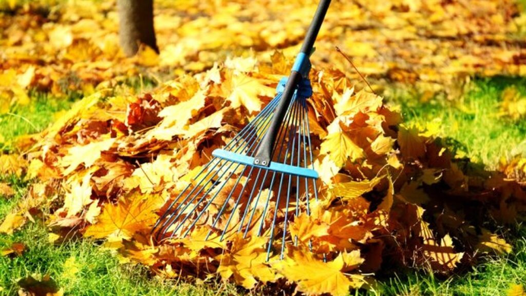 pregatesti pomii fructiferi pentru iarna