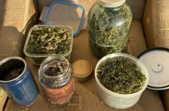 VIDEO// Fost medic psihiatru de la Penitenciarul nr. 16- Pruncul, suspectat de trafic cu droguri. La domiciliul acestuia a fost depistat un kilogram de cânepă