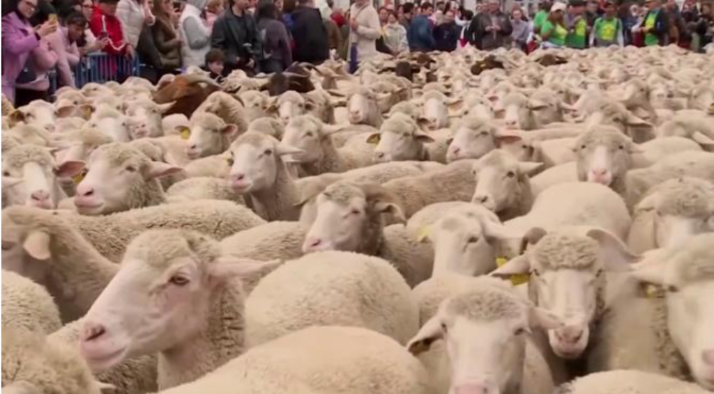 turme de oi pe strazile aglomerate