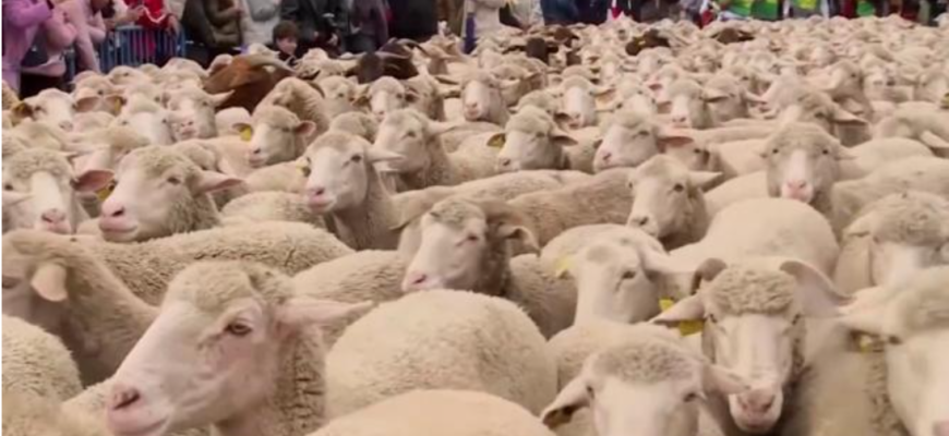 turme de oi pe strazile aglomerate