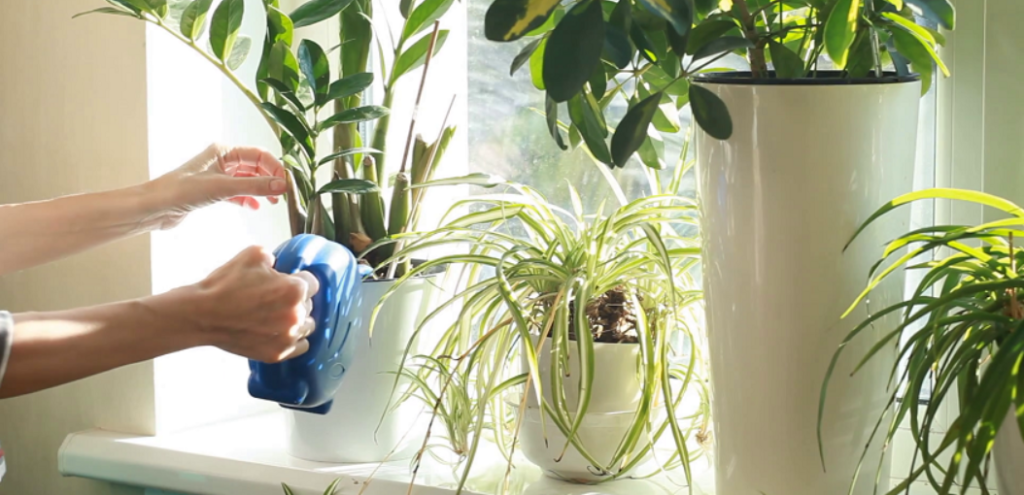 apa distilata pentru plante